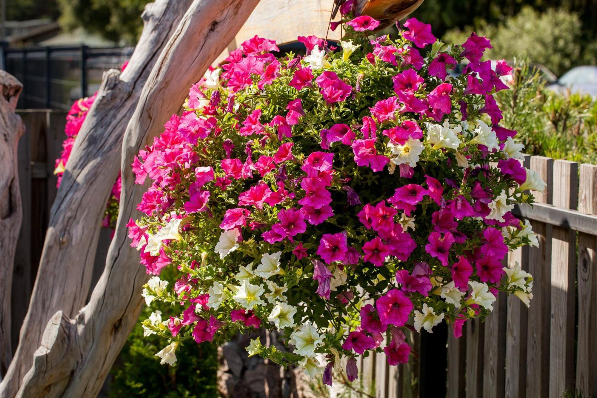 Vila Sraige Palanga Exteriör bild